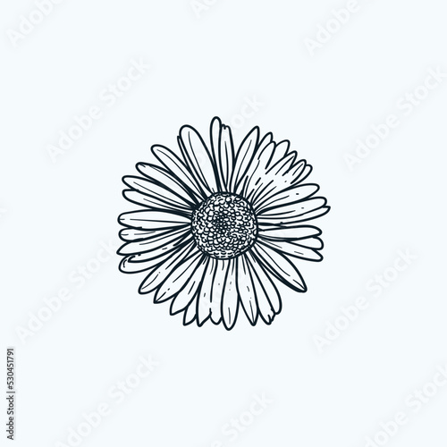 Vintage hand drawn sketch daisy flower