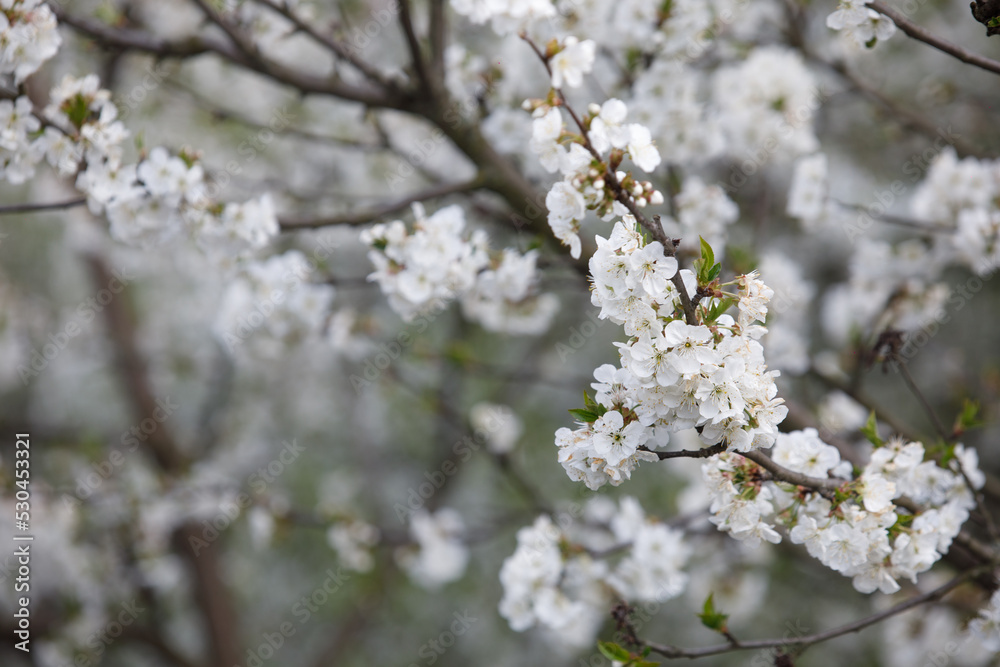 white cherry blossom nature comes to life
