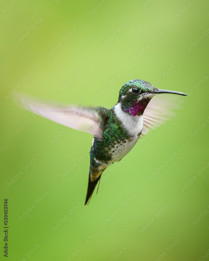 Fototapeta premium white bellied Woodstar hummingbird in flight