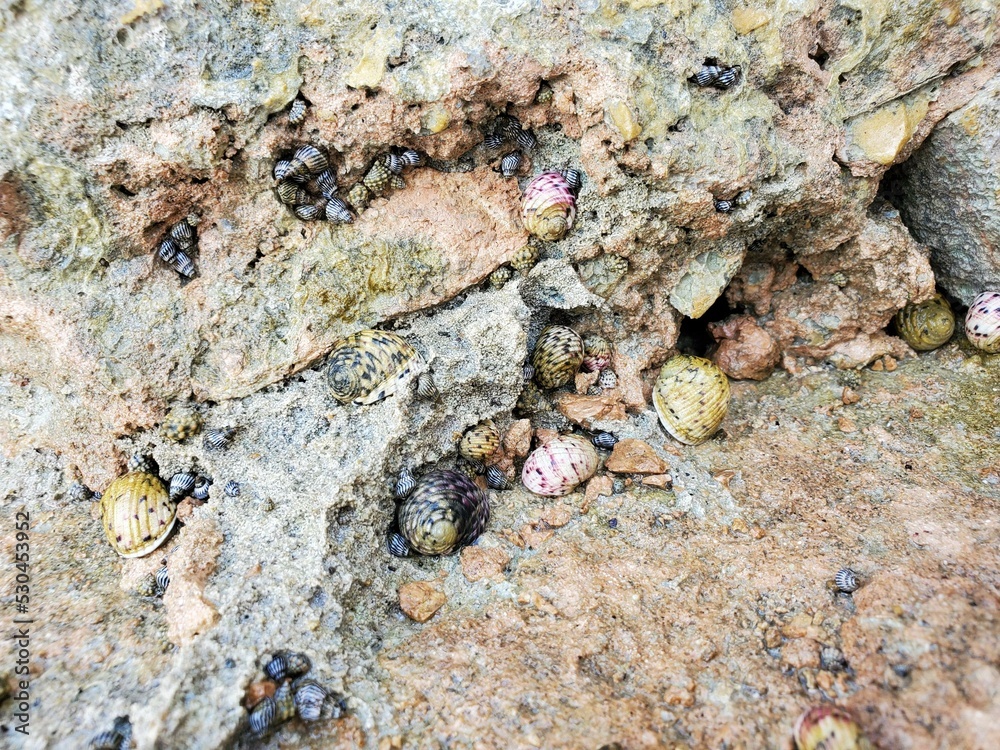 Bedrock Natural material Soil Rock Mixture Terrestrial animal Bedrock Natural material Soil Rock Mixture Terrestrial animal
