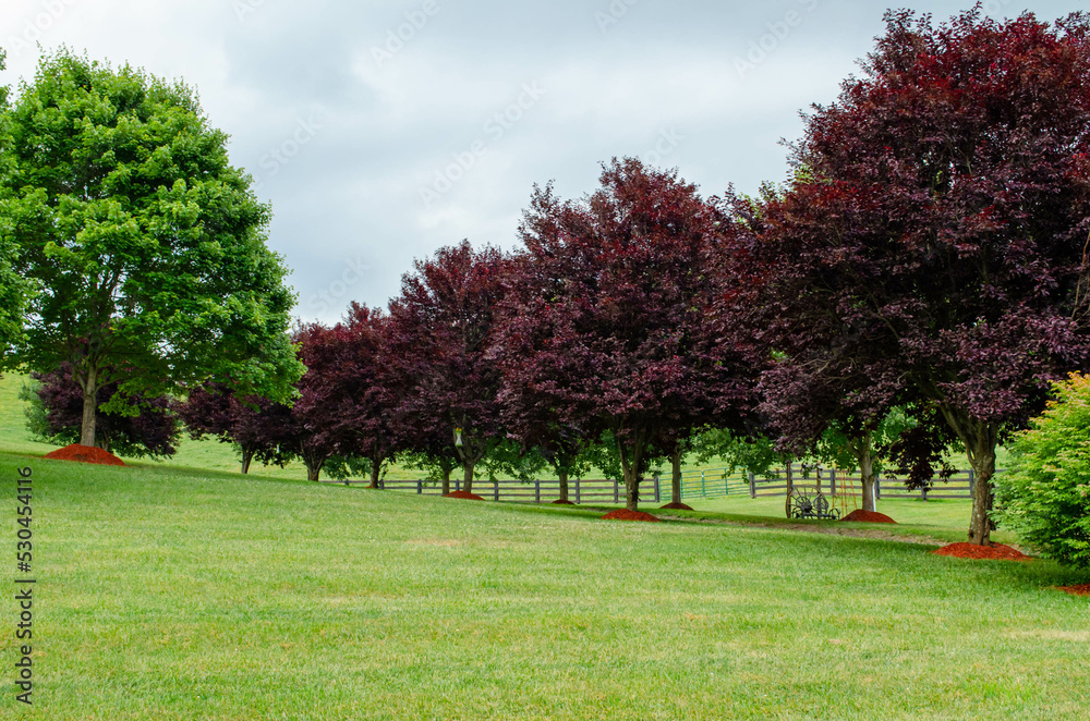 Purple leaf plum trees on rolling countryside landscape
