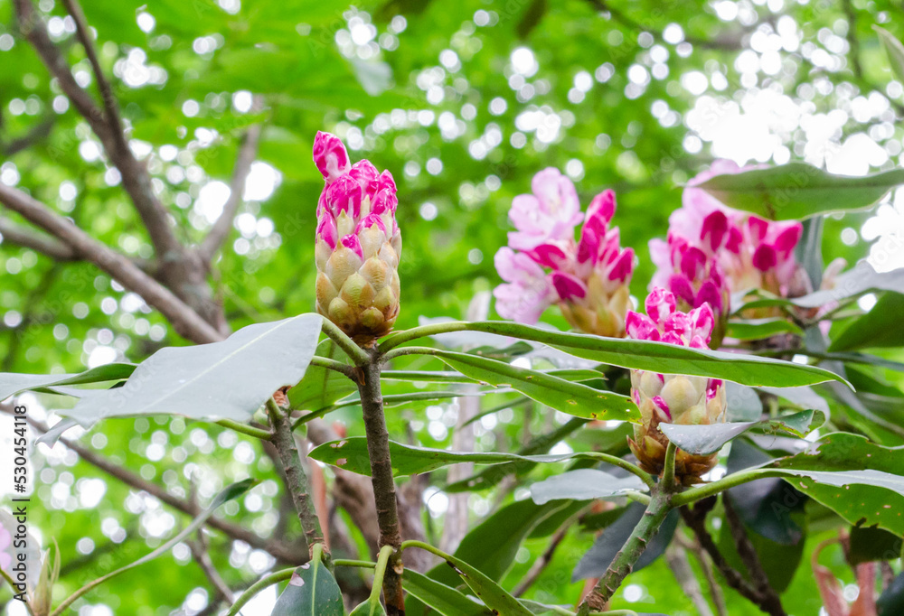 Obraz premium A rhododendron bud just beginning to bloom 