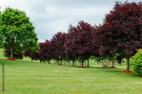 Purple leaf plum trees on rolling countryside landscape 