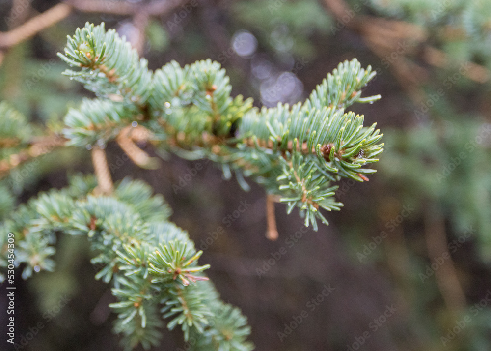 close up of pine needles