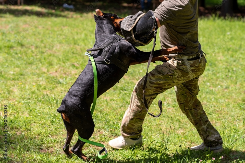 Doberman attacking dog handler during aggression training. Doberman attacking dog handler during aggression training.