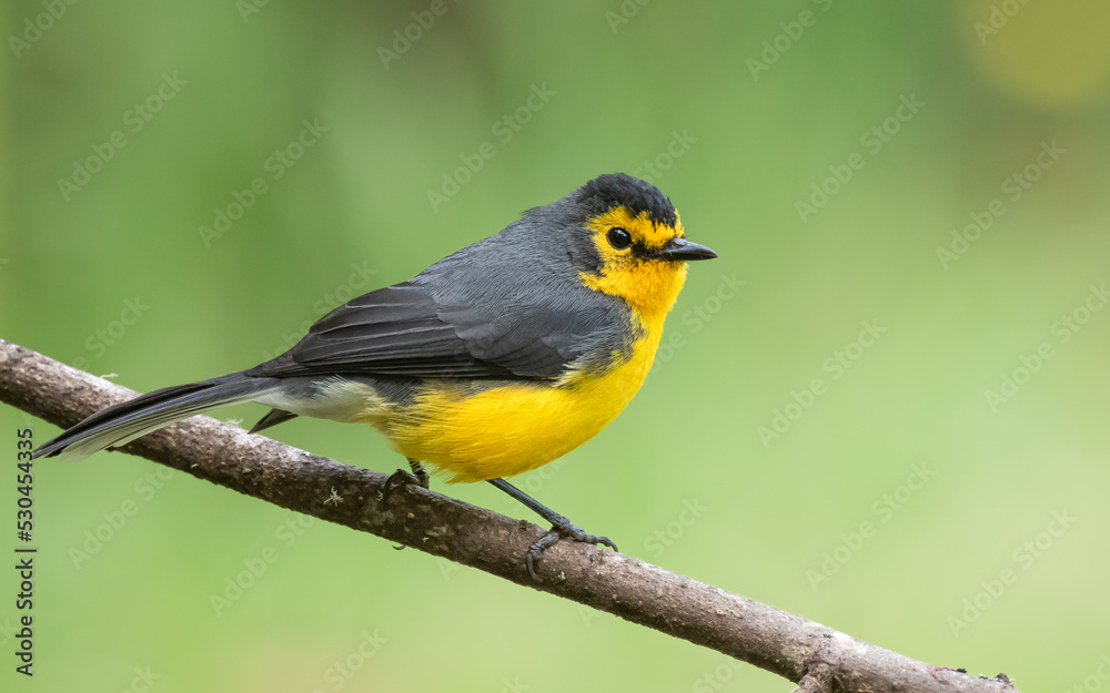 Spectacled redstart perched on a branch