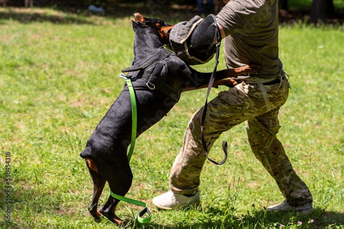 Doberman attacking dog handler during aggression training.