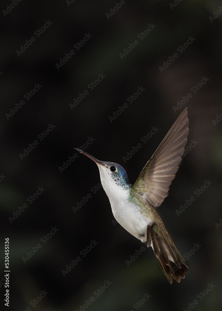 Fototapeta premium Andean emerald hummingbird in flight