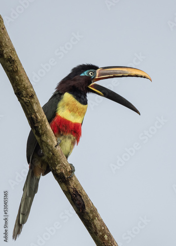 chestnut eared aracari sunbathing on a branch