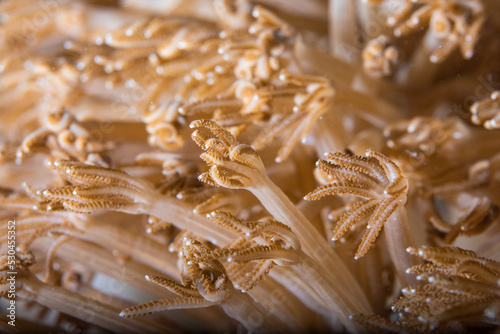 Close up view on the soft coral tentacles. Focus is on the central branch