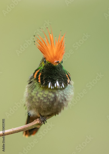 Portrait of a rufous crested coquette, perched on a branch