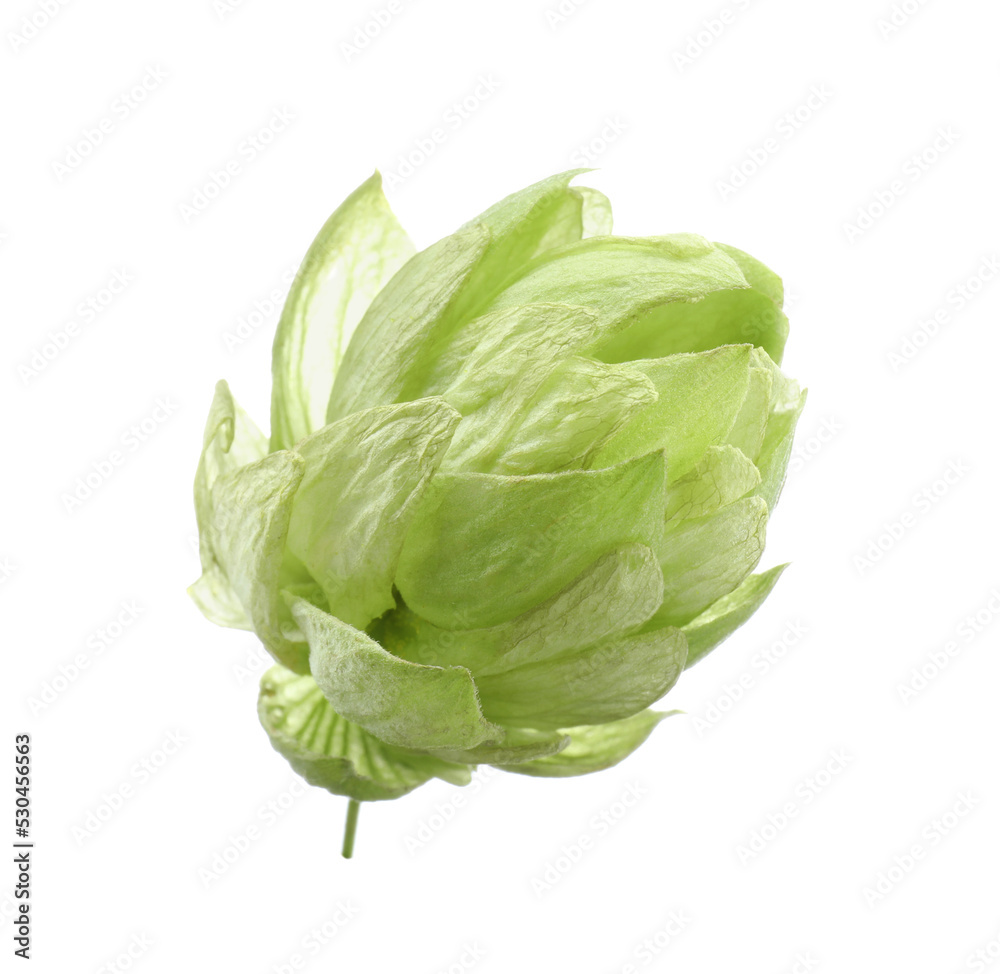 Fresh green hop flower isolated on white Fresh green hop flower isolated on white
