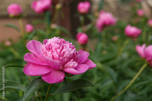 Beautiful blooming pink peony outdoors  closeup. Space for text