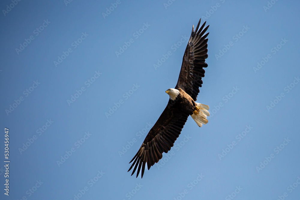 Bald Eagle (Haliaeetus leucocephalus) flying in a blue sky with copy space Bald Eagle (Haliaeetus leucocephalus) flying in a blue sky with copy space
