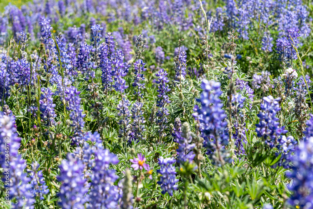 Obraz premium Purple lupine wildflowers in a field, in extreme intentional selective focus