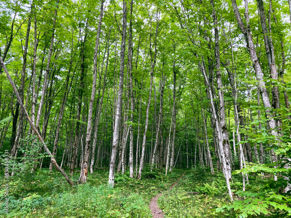 Northern Michigan forest Northern Michigan forest