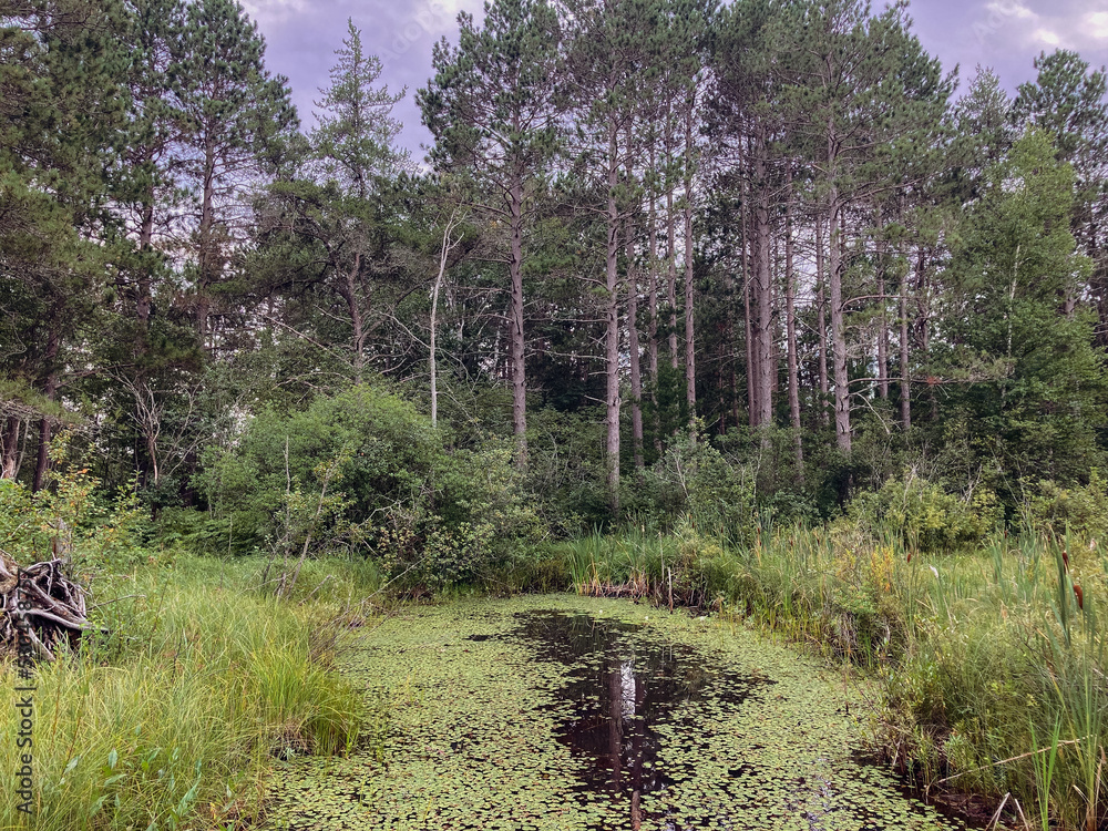 Fototapeta premium Northern Michigan forest