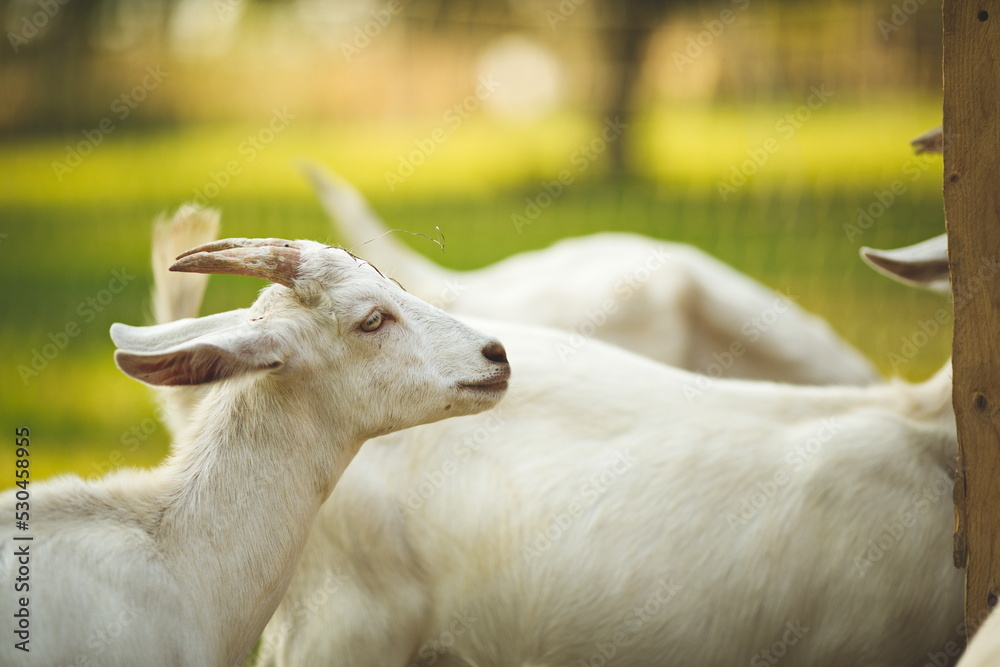 Saanan goats on a small farm in Ontario, Canada. Saanan goats on a small farm in Ontario, Canada.