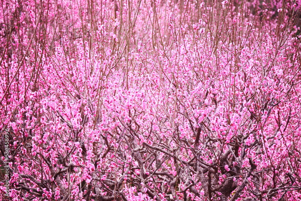 春の満開の梅の花