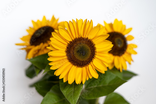 Beautiful Sunflower blossoms and leaves with shallow depth of field focus, on white background.