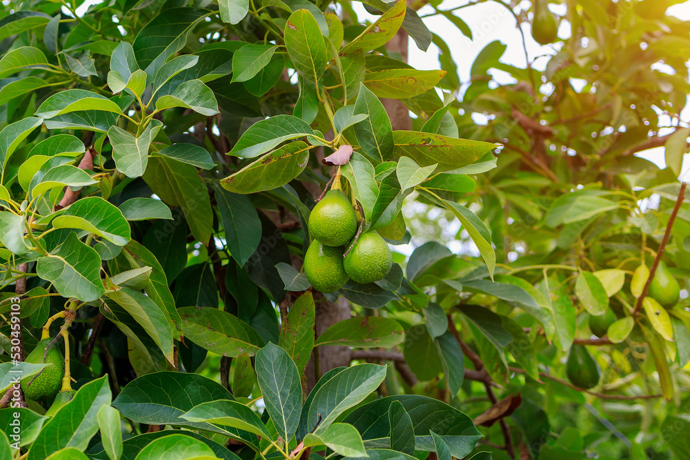 Avocado fruits ripen on a tree. Natural background with copy space