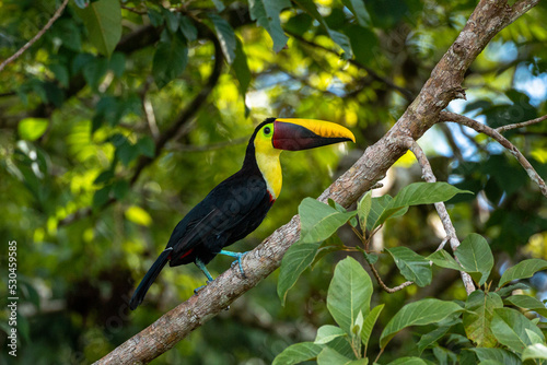 Toucan sitting on branch in primary forest in the Osa Peninsula of Costa Rica photo