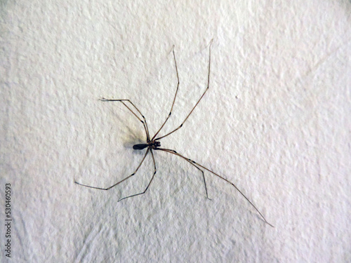 Spider on the wall close up