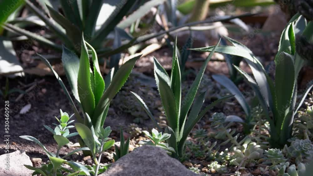 Close up of many various succulent plants growing among sand and stones on a sunny day. Exotic nature background. Close up of many various succulent plants growing among sand and stones on a sunny day. Exotic nature background.