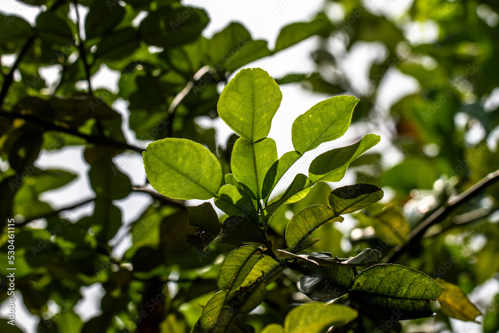 The shoots of the kaffir lime plant branches are fresh green, the leaves are transparent in the sun