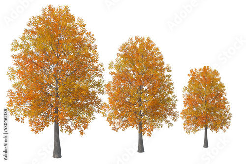 autumn tree isolated