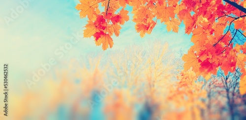 Autumn yellow leaf closeup. Bright orange tree change. Blur bokeh on background. Golden color in park Light sunny warm october day. Red leaves in garden Sun in blue sky. Fall nature woods sunset scene