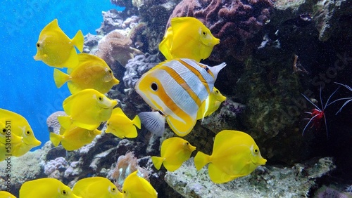 Water Vertebrate Natural environment Organism Yellow Underwater