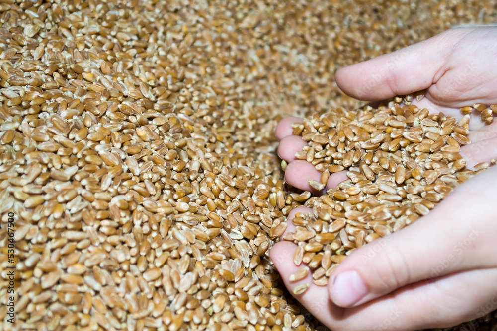 The hands of a child in grain, Hunger lack of nutrition of children. The hands of a child in grain, Hunger lack of nutrition of children.