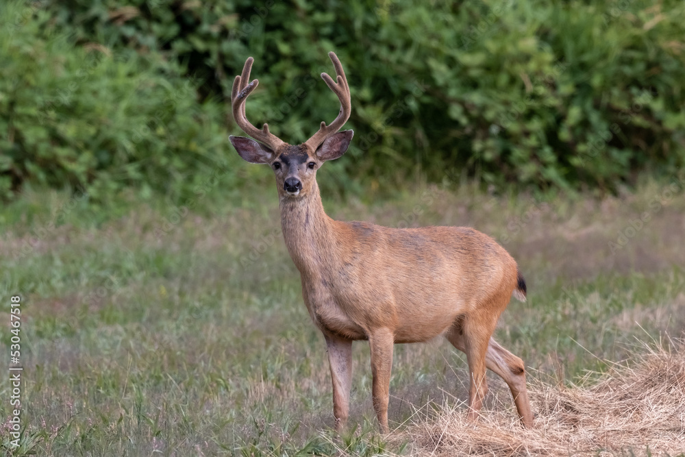 large blacktail deer in a farmers field in Western Oregon large blacktail deer in a farmers field in Western Oregon