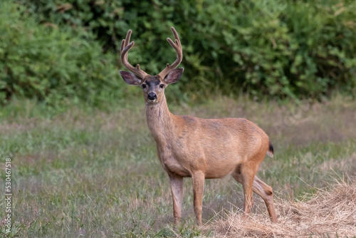 large blacktail deer in a farmers field in Western Oregon