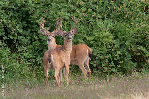 pair of blacktail deer in velvet