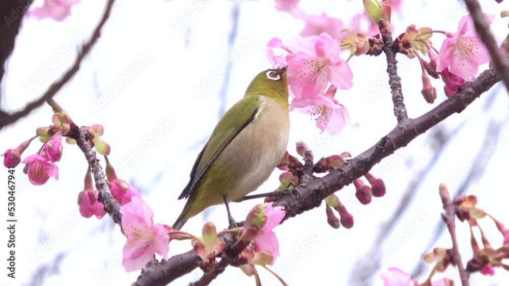 早咲きの桜の花蜜を食べるメジロ クローズアップ 4K