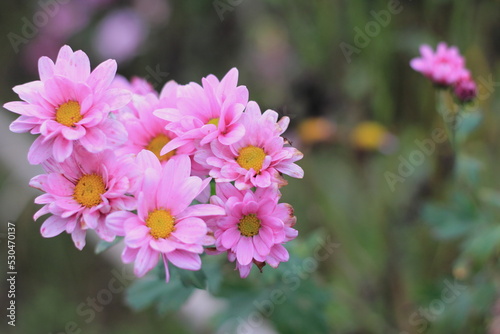 菊の花の接写 © noda