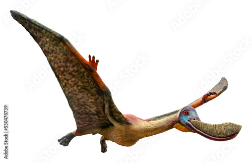 Pterodaustro is a genus of ctenochasmatid pterodactyloid pterosaur and lived in the Early Cretaceous period, Pterodaustro isolated on white background with a clipping path © Around Ball
