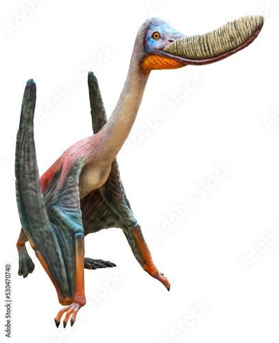Pterodaustro is a genus of ctenochasmatid pterodactyloid pterosaur and lived in the Early Cretaceous period, Pterodaustro isolated on white background with a clipping path