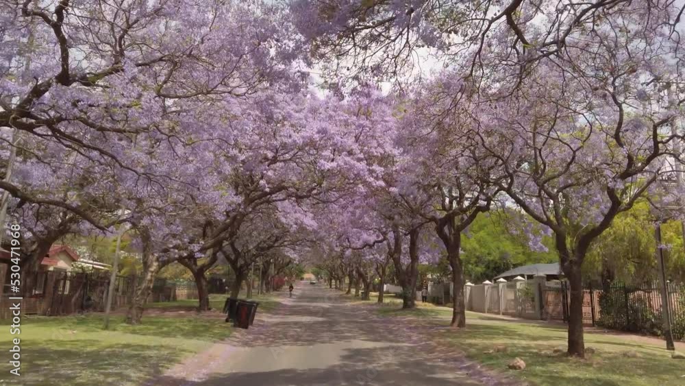 Point of view driving up a street lined with Jacaranda trees Point of view driving up a street lined with Jacaranda trees