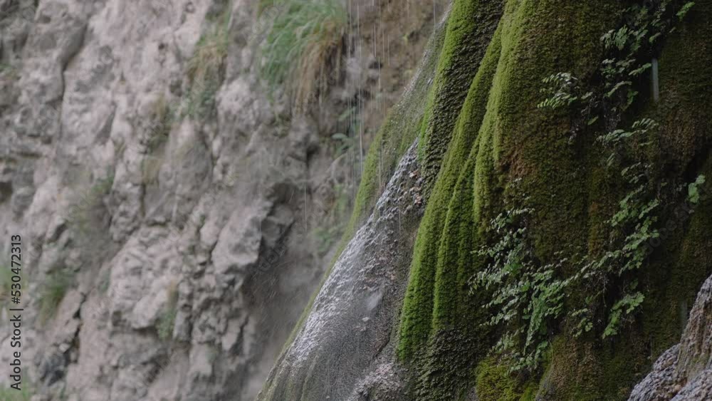 Water flows down on tree bark overgrown with green moss Water flows down on tree bark overgrown with green moss