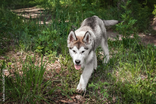 a malamute puppy walks in the forest  sneaks among the grass  selective focus