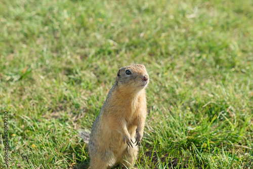 portrait of a wild gopher, close-up, selective focus