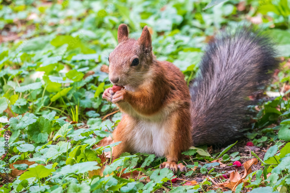Autumn squirrel with nut sits on green grass with fallen yellow leaves Autumn squirrel with nut sits on green grass with fallen yellow leaves