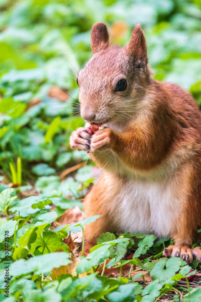 Autumn squirrel with nut sits on green grass with fallen yellow leaves Autumn squirrel with nut sits on green grass with fallen yellow leaves