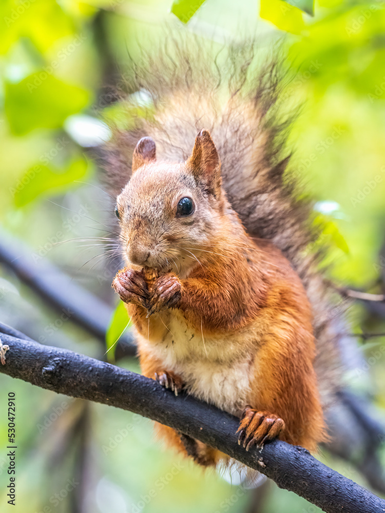 The squirrel with nut sits on tree in the autumn. Eurasian red squirrel, Sciurus vulgaris. The squirrel with nut sits on tree in the autumn. Eurasian red squirrel, Sciurus vulgaris.