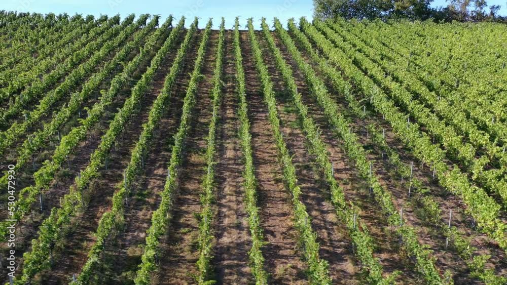 Aerial view of grape vines or vineyard areas in southern Germany at harvest time in late summer, Baden-Württemberg Aerial view of grape vines or vineyard areas in southern Germany at harvest time in late summer, Baden-Württemberg