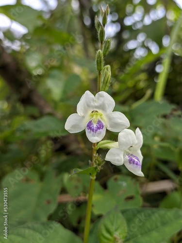 Asystasia gangetica flower in the morning photo