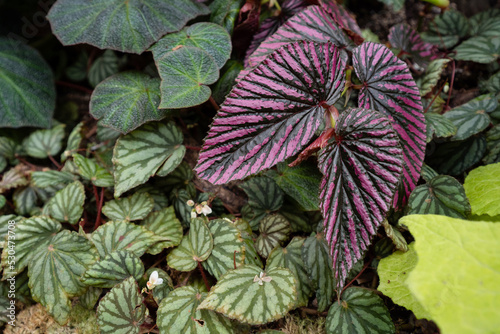 Begonia Brevirimosa Irmsch foliage close up. Begonia foliage background. photo